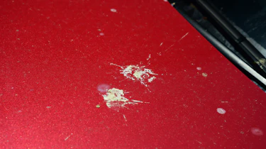 Volkswagen Arteon - bird poo