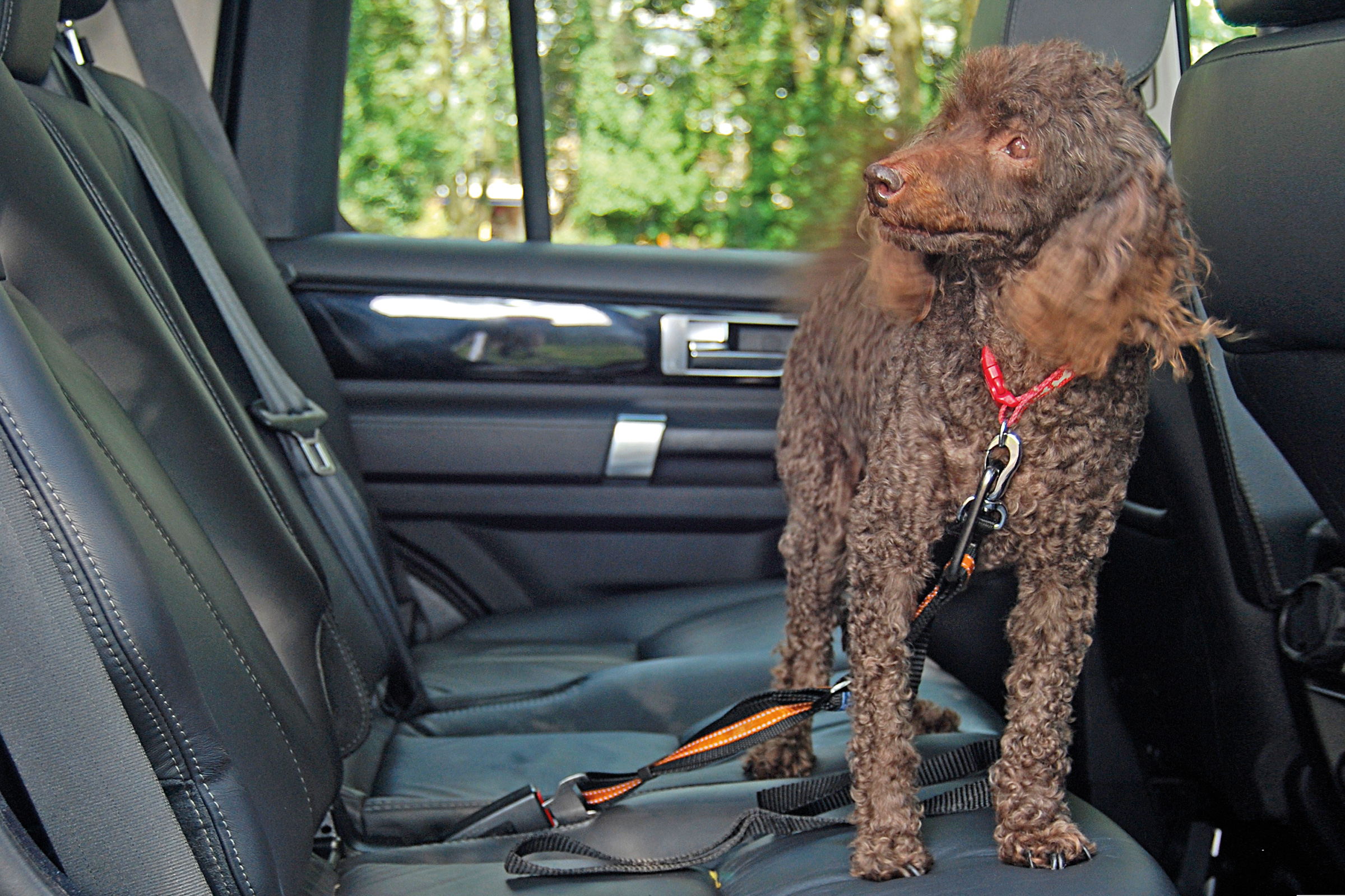 Kurgo Seatbelt Tether