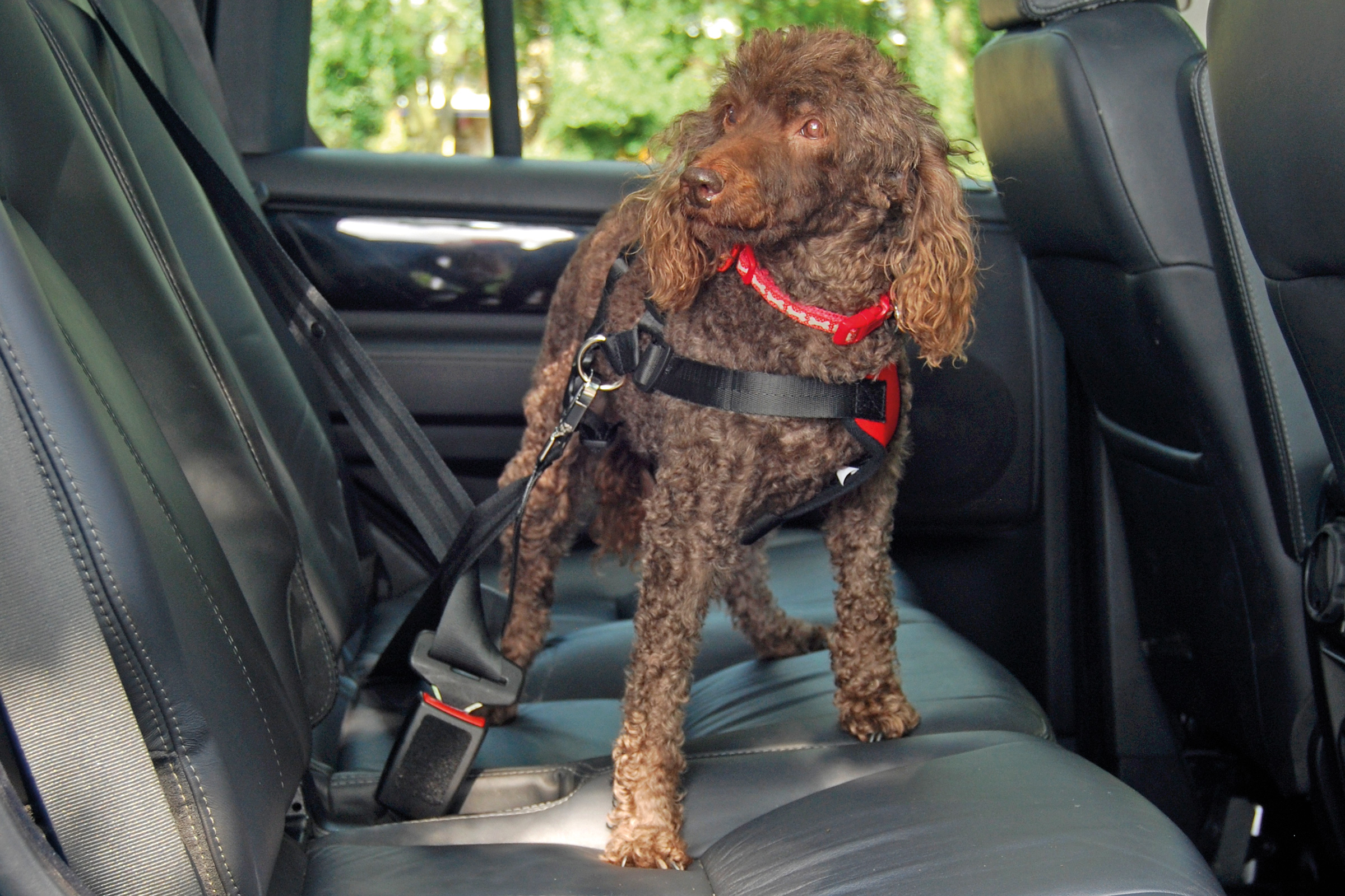 Musonic Dog Safety Vest Harness