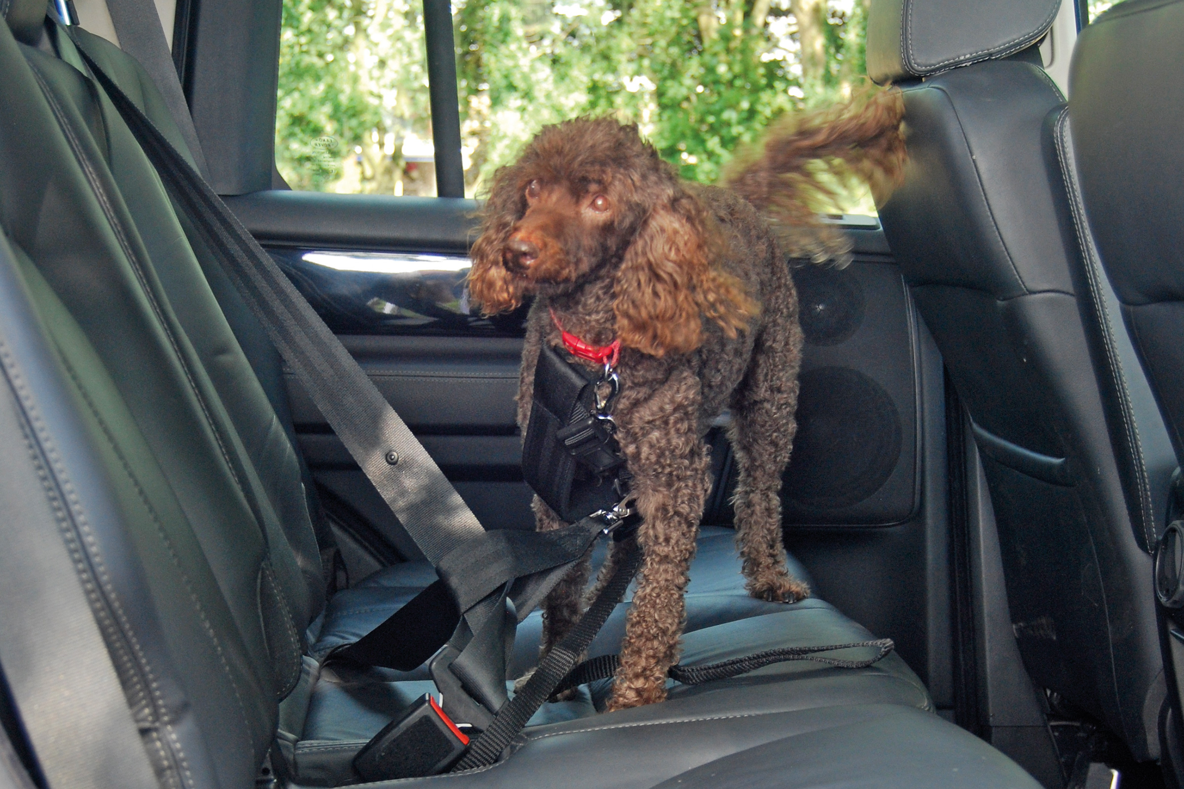 Pets at Home Car Safety Harness