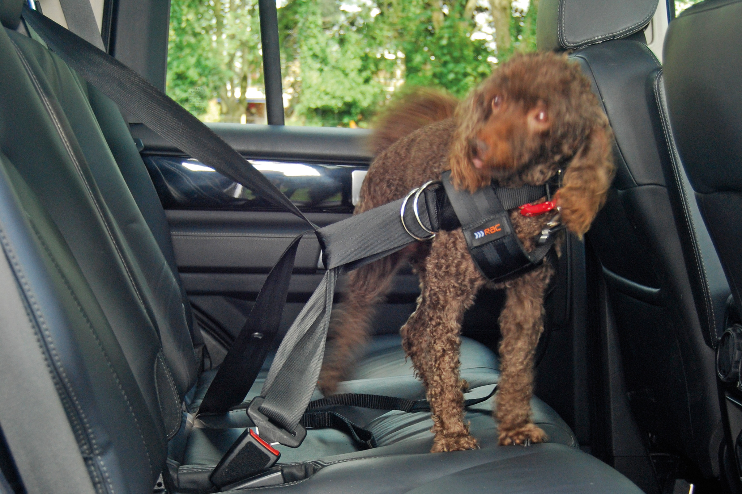 RAC Car Safety Harness