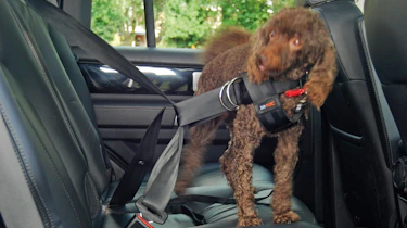 RAC Car Safety Harness