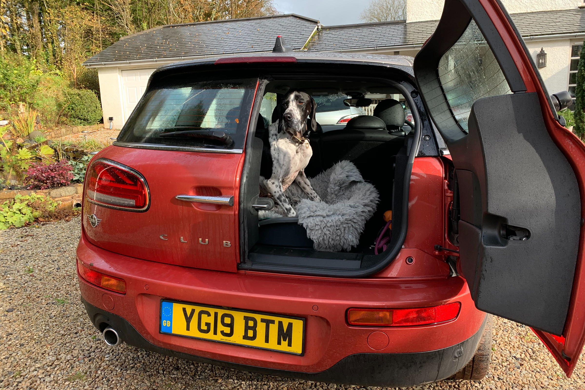 MINI Clubman long term - dog