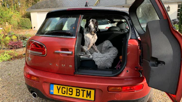 MINI Clubman long term - dog