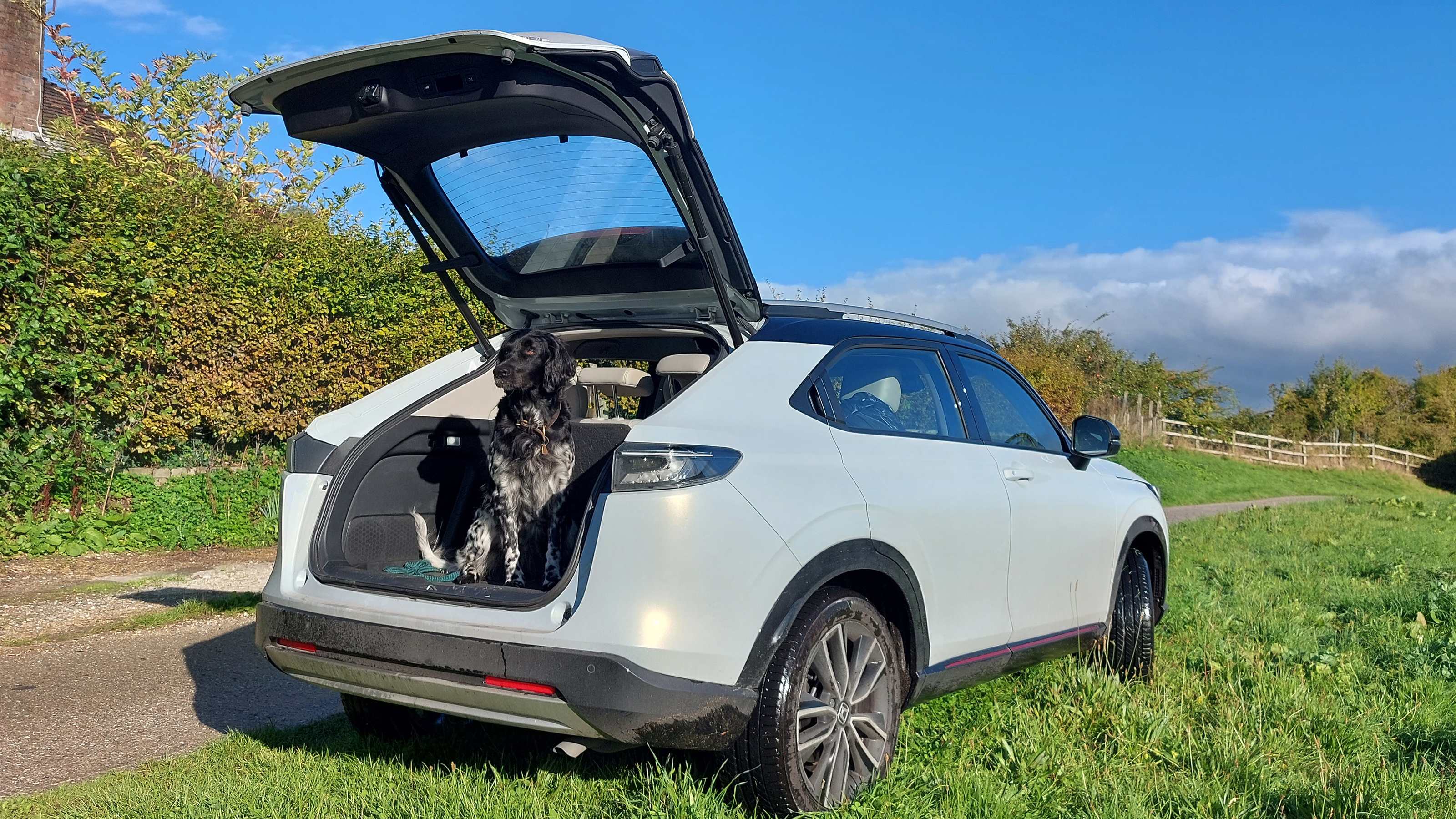 Dog in Honda HR-V boot