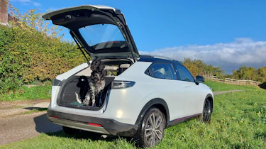 Dog in Honda HR-V boot
