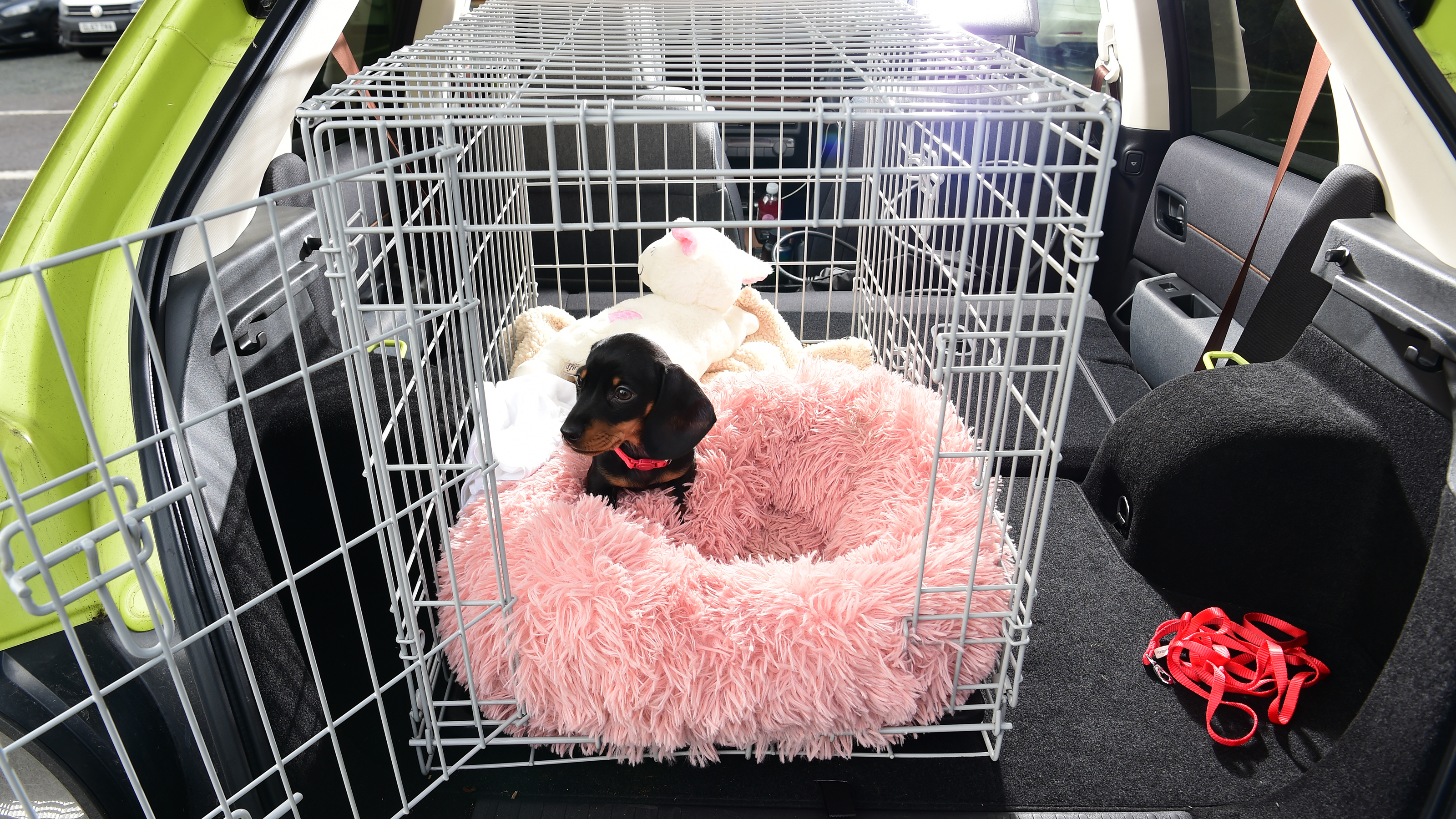 Dog in cage