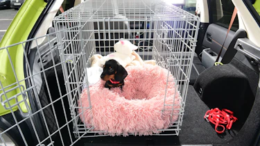 Dog in cage