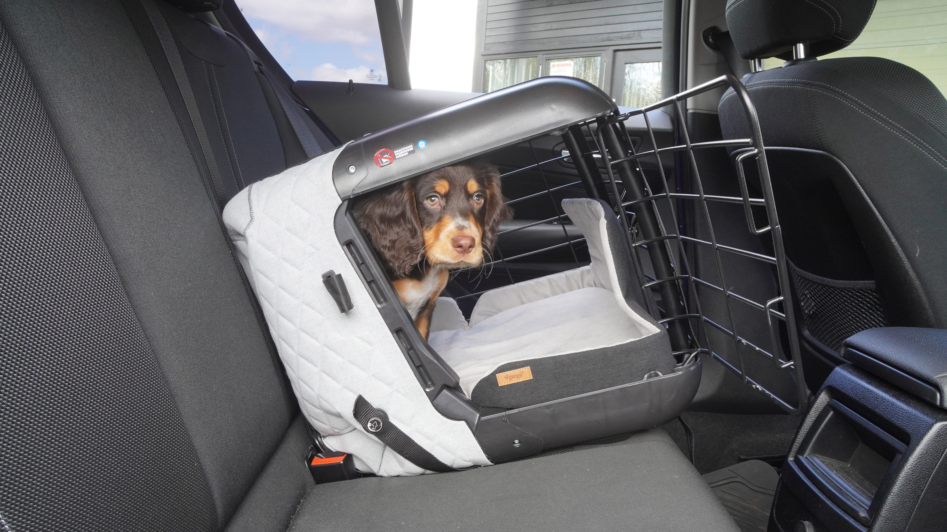 Dog in carrier
