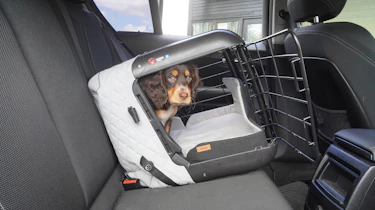 Dog in carrier