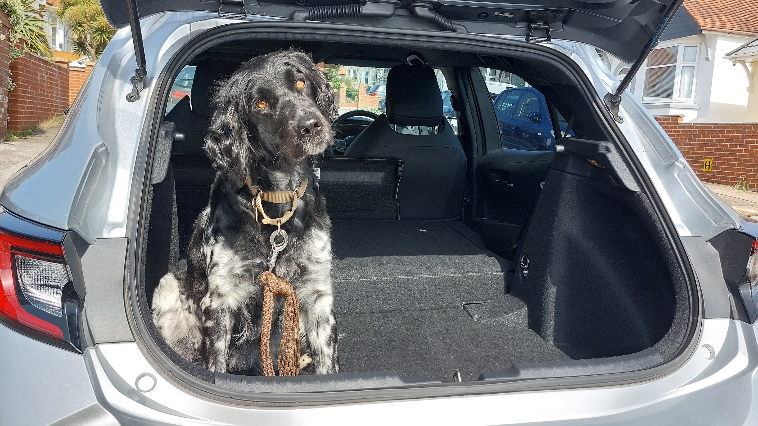 Toyota Corolla long termer second report - dog
