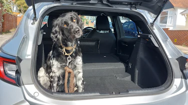 Toyota Corolla long termer second report - dog