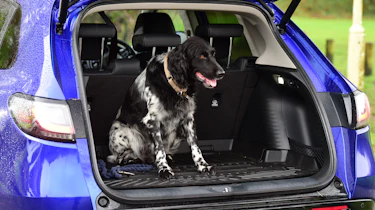 Honda ZR-V eHEV Sport long termer - dog