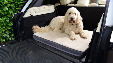 Dogs in cars - boot