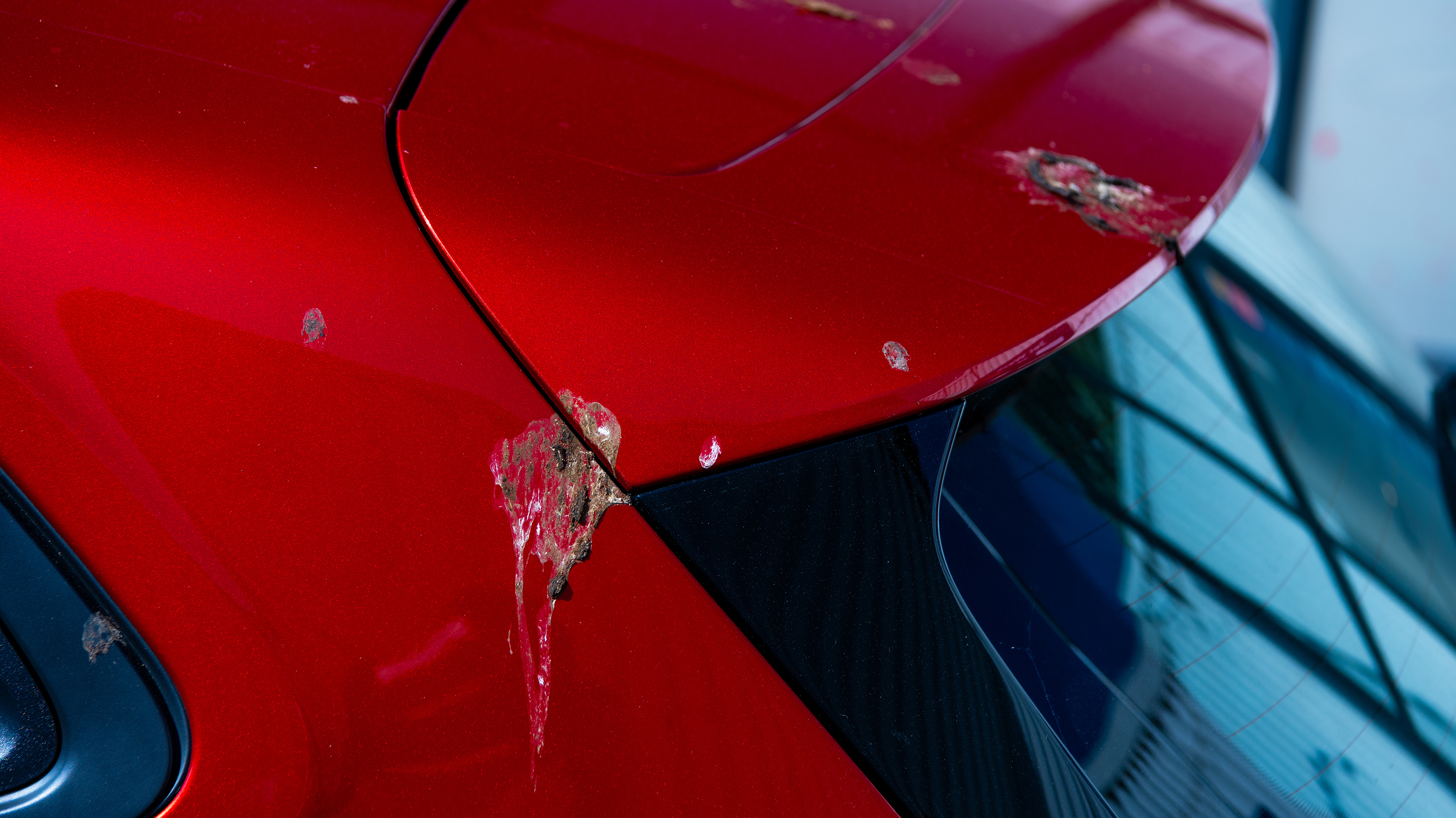 Bird droppings on Renault Clio spoiler