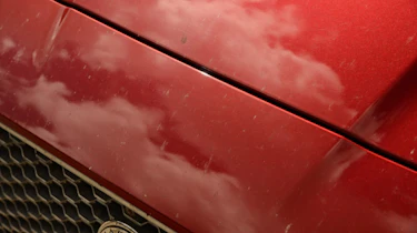 Jaguar covered in tree sap and bugs