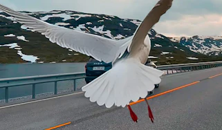 Dacia Bigster obscured by a seagull
