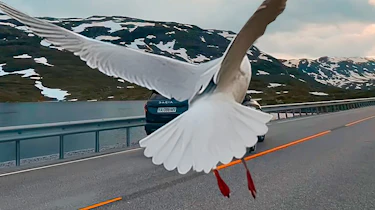 Dacia Bigster obscured by a seagull