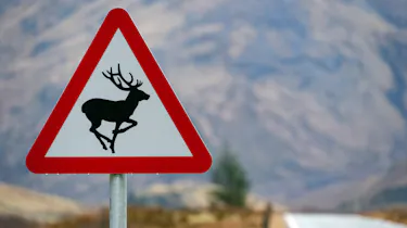 Deer warning sign