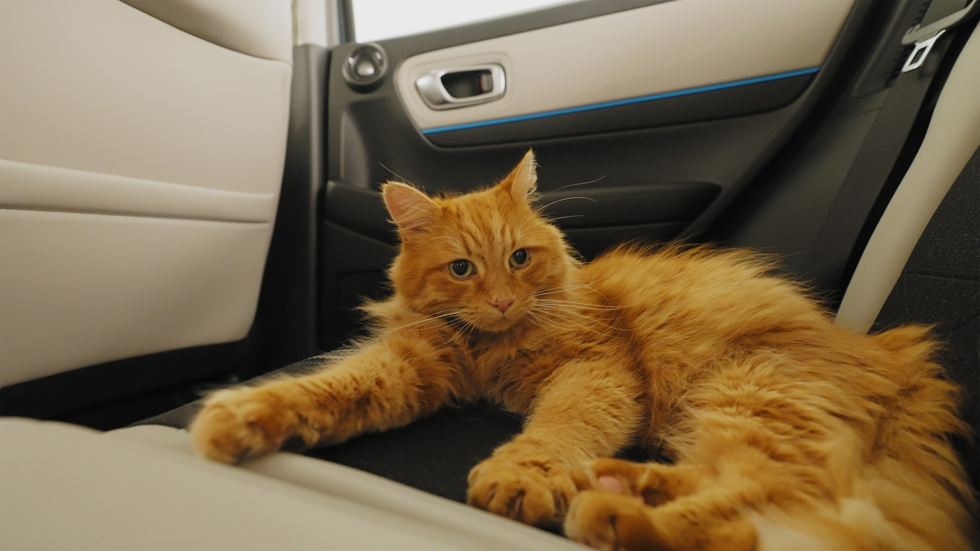 Honda Catnip Car Seats