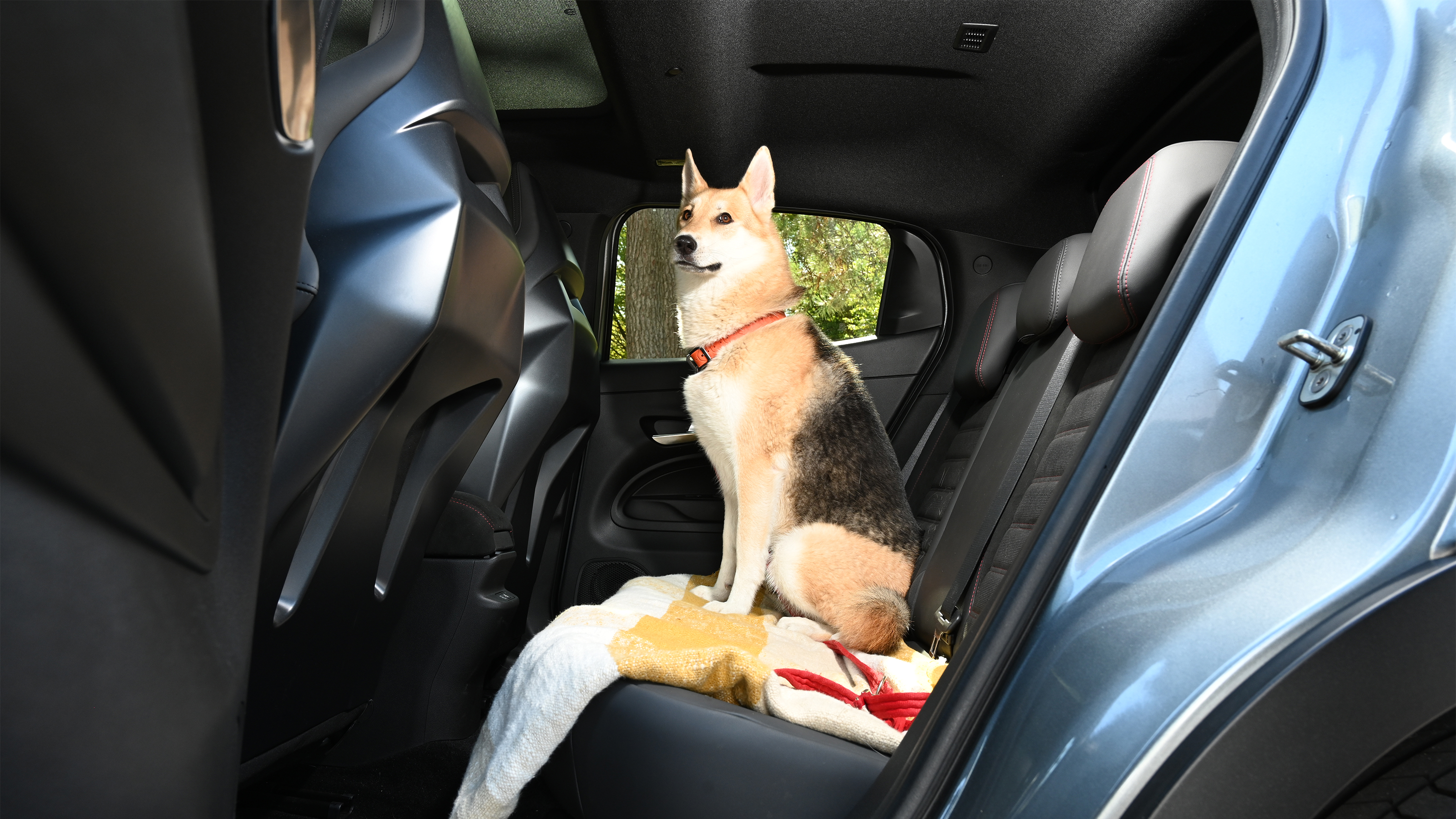 Alfa Romeo Junior Elettrica Veloce - rear seats with a dog
