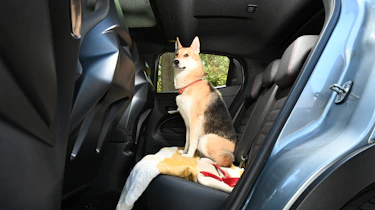 Alfa Romeo Junior Elettrica Veloce - rear seats with a dog
