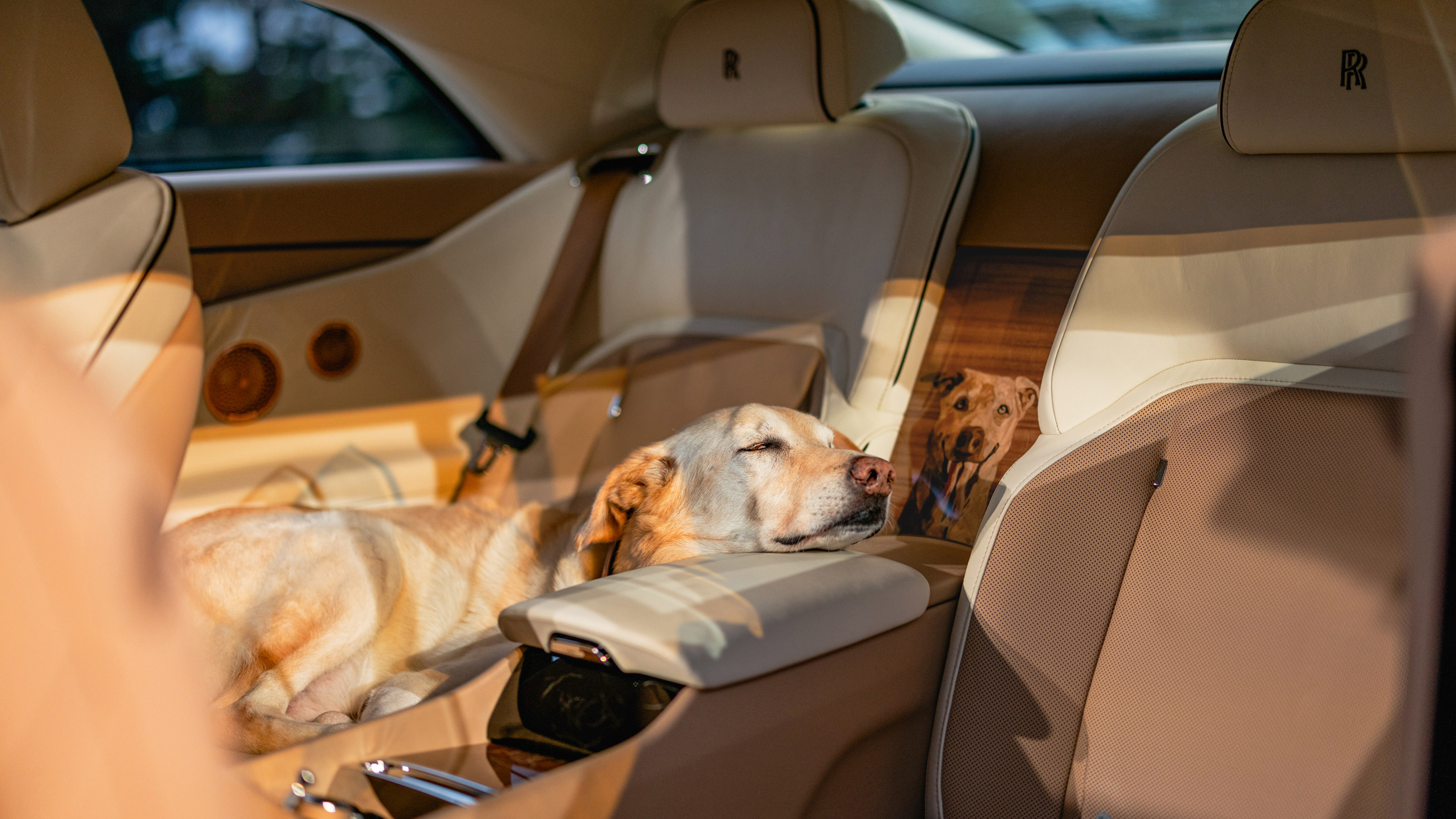 Rolls-Royce Spectre Bailey - dog