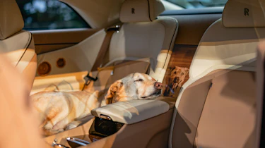 Rolls-Royce Spectre Bailey - dog
