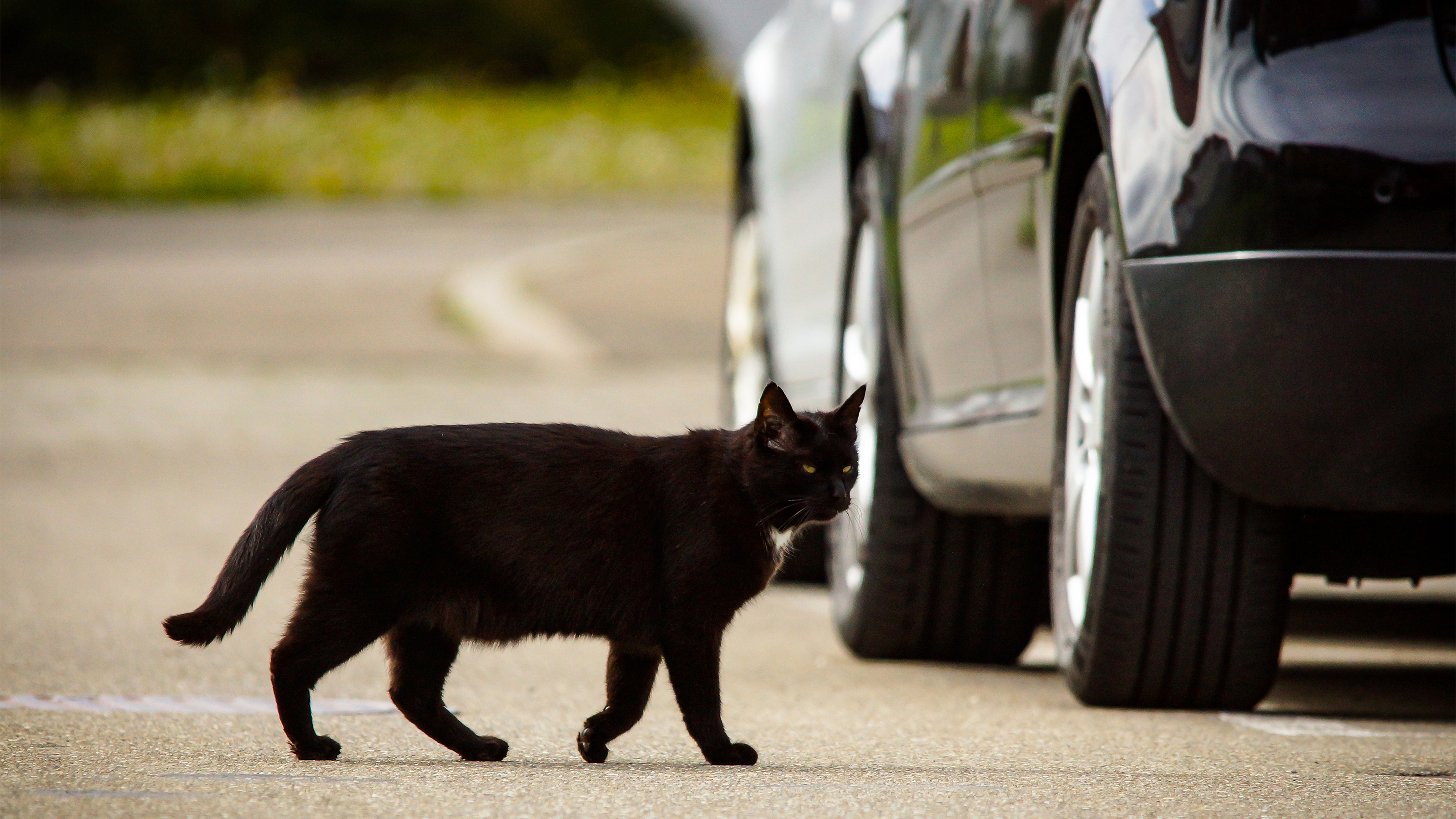 Cat crossing the road