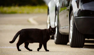 Cat crossing the road