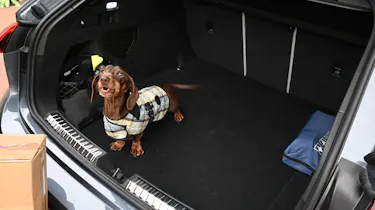 Auto Express Vice President Content & Publishing Sarah Perks' dog Amos sitting in the Audi A5 Avant's boot