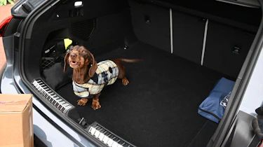 Auto Express Vice President Content & Publishing Sarah Perks' dog Amos sitting in the Audi A5 Avant's boot