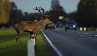 Deer crossing road dark
