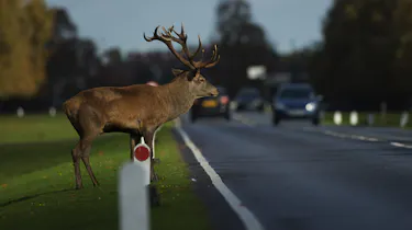 Deer crossing road dark