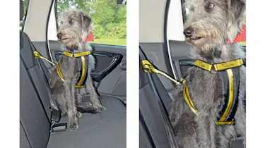 Dogs trust car harness