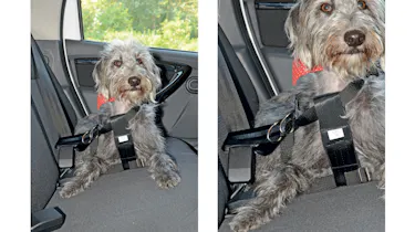 Halfords Medium Dog Car Harness