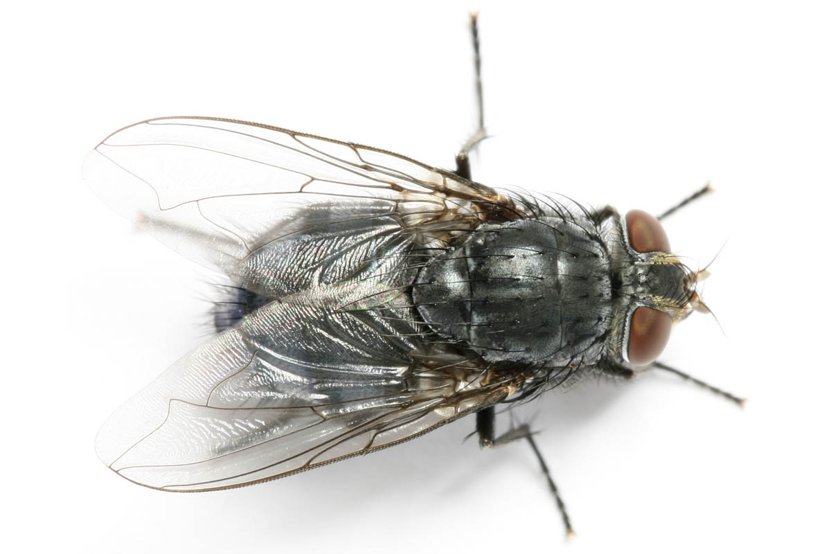 Bug cleaners tested